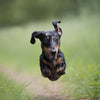 Coucou Chien